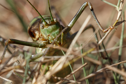 Frontal closeup of the grasshopper Steropleurus andalusius walking through the undergrowth in the Sierra de Mariola natural park, Bocairent, Spain
