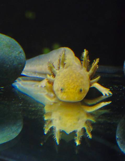 istock a yellow leucistic axolotl salamander has 13 pair of external gills. 1776748110