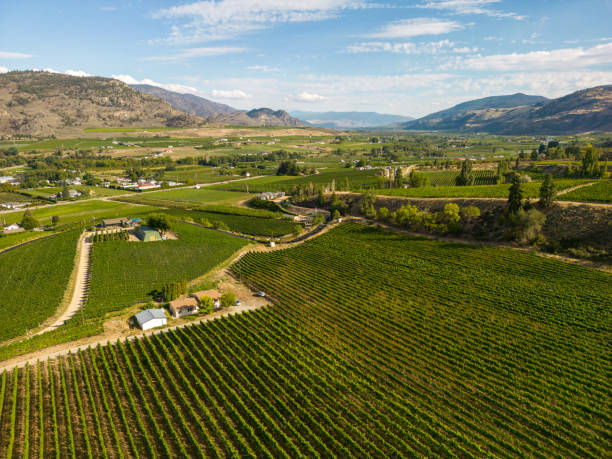 istock Okanagan Valley Winery Vineyard British Columbia 1776748111