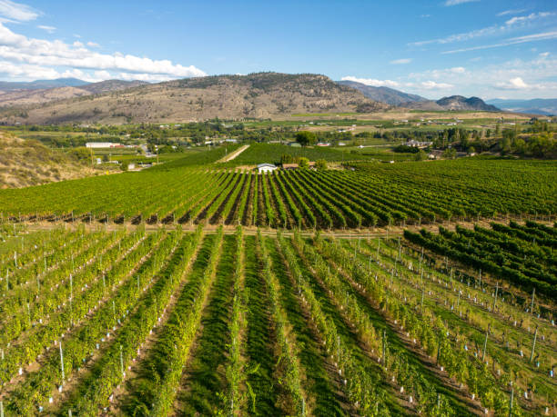 istock Okanagan Valley Winery Vineyard British Columbia 1776749661