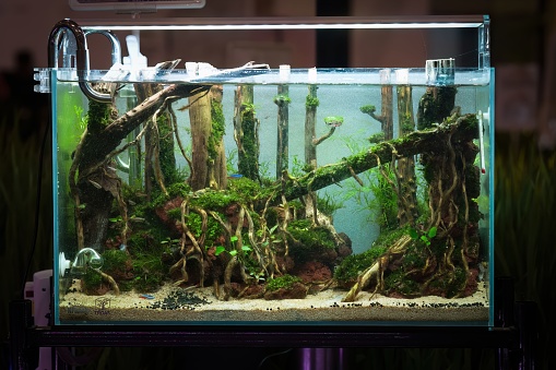 An illuminated aquarium situated alongside a reflective surface, featuring lush tropical plants and rocks in the foreground