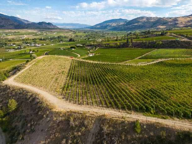 istock Okanagan Valley Winery Vineyard British Columbia 1776757471