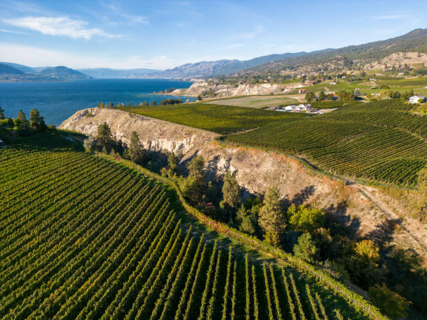 istock Okanagan Valley Winery Vineyard British Columbia 1776758005