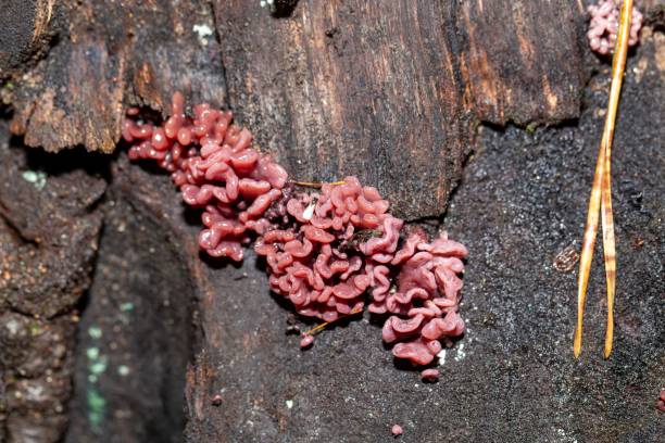 istock Jelly drop fungi, Ascocoryne sarcoides 1776761901