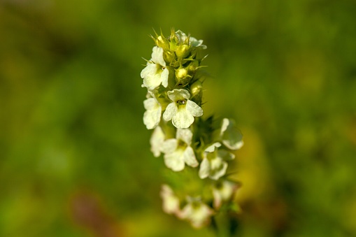 Flowers of a Sideritis endressii plant, a species native in Southern Europe.