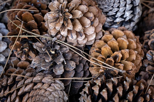 A flat lay of pine cones