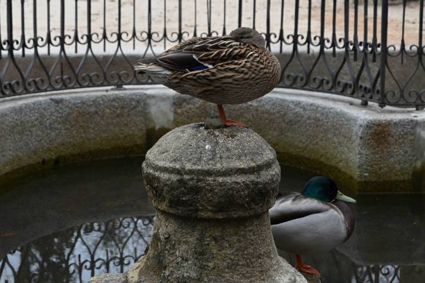 istock Image of a brown duck on a stone fountain 1776766321