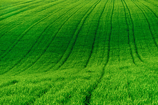 picturesque rolling hills of green wheat fields of wheat