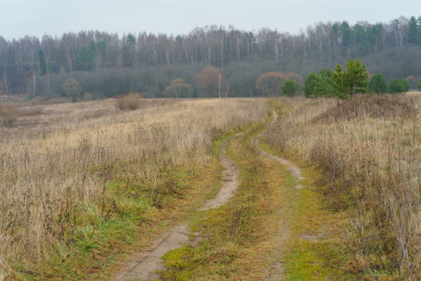 mokry jesień na rosyjskiej wsi - bare tree rain autumn tree zdjęcia i obrazy z banku zdjęć