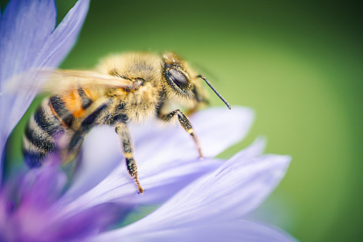 a western honeybee, Apis mellifera, in close-up, which belongs to the true bees, collects pollen from a beautiful blue cornflower