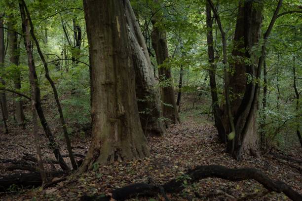 istock a large trunk of tree in the forest with leaves on it 1776786775