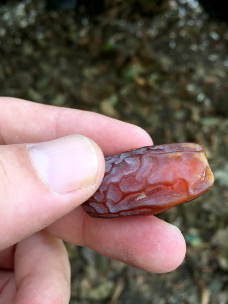 istock Hand holding dried date fruit. Eating date fruit 1776787870