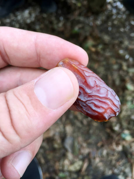 istock Hand holding dried date fruit. Eating date fruit 1776787892