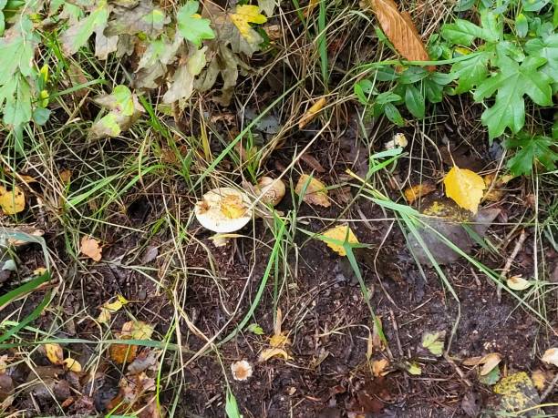 istock Small mushroom on the forest floor 1776798150