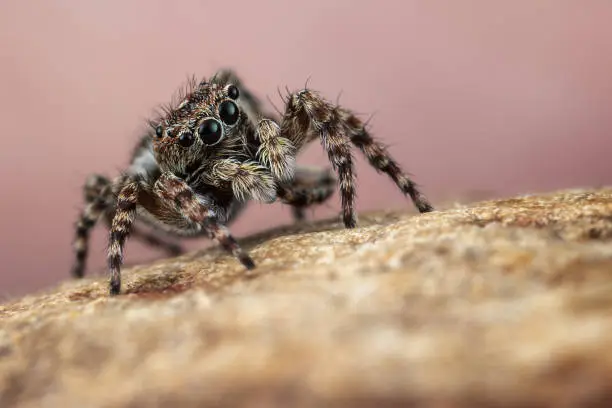 Photo of A curious and interested little jumping spider looks up