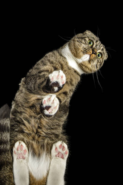 istock Long, curved cat posing and looking at us. Photo on a black background, free space for text 1776799273