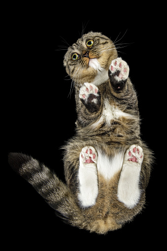 A tabby cat, photographed from below, looks at the camera with a cute pleading look with big eyes. White heart-shaped spot on the cat's belly are clearly visible.