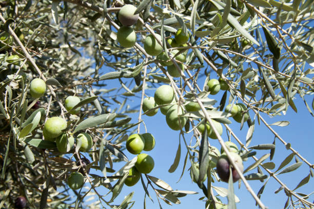 istock Olives on olive branch on the road between Itea and Delphi, Greece 1776799315