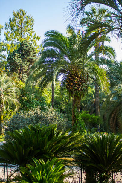 istock Arboretum Nature Park in Sochi 1776803340