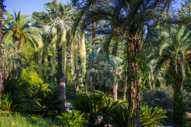 istock Arboretum Nature Park in Sochi 1776803886