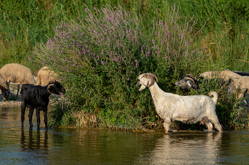 Goats grazing by the stream. Sheep and goats walking in the water in Turkey