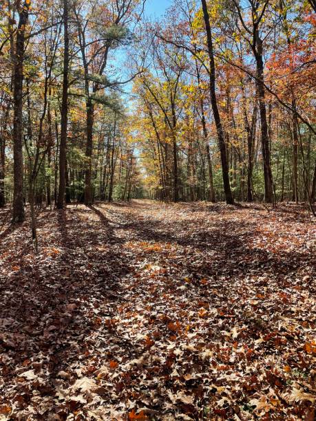 istock Leaves changing in autumn 1776811824