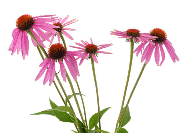 istock Bouquet of echinacea flowers. 1776811992