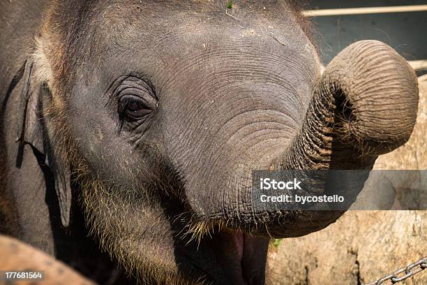 象の赤ちゃん - アジア大陸のストックフォトや画像を多数ご用意 - アジア大陸, アフリカゾウ, カメラ目線
