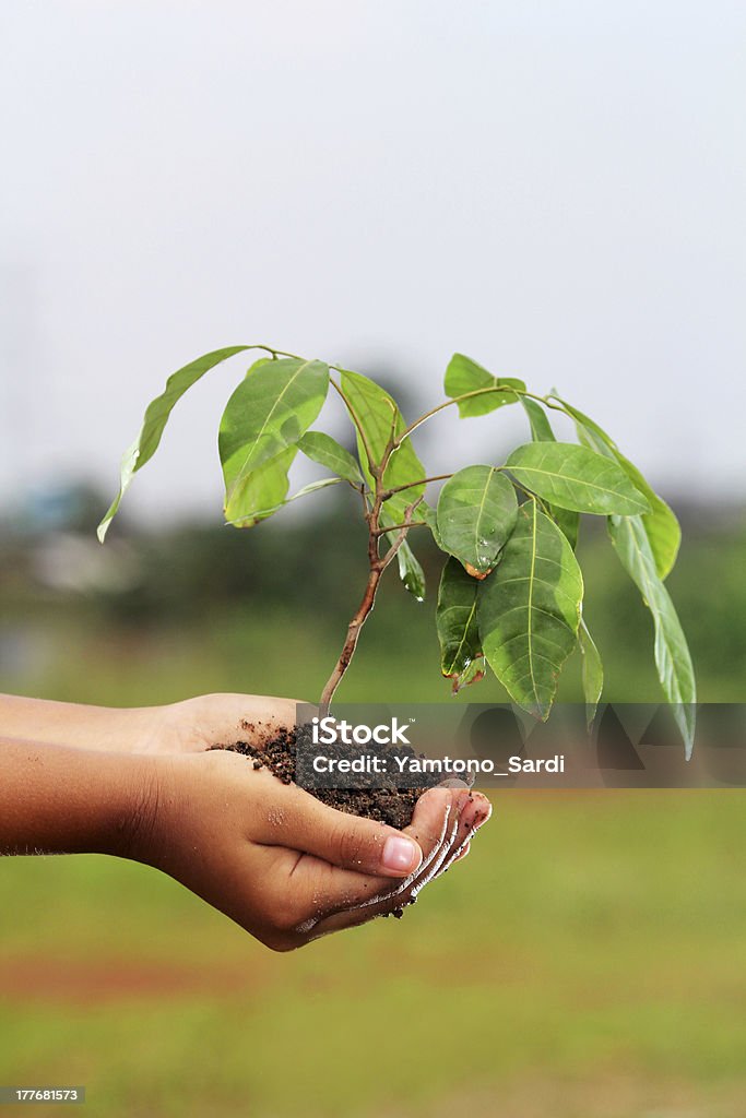 Маленький дерево в мире - Стоковые фото Бонсай роялти-фри