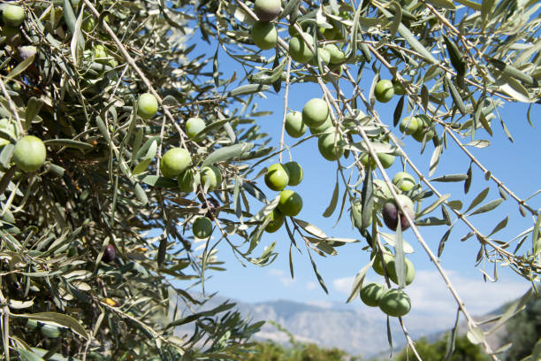 istock Olives on olive branch and Delphi in the background 1776818310