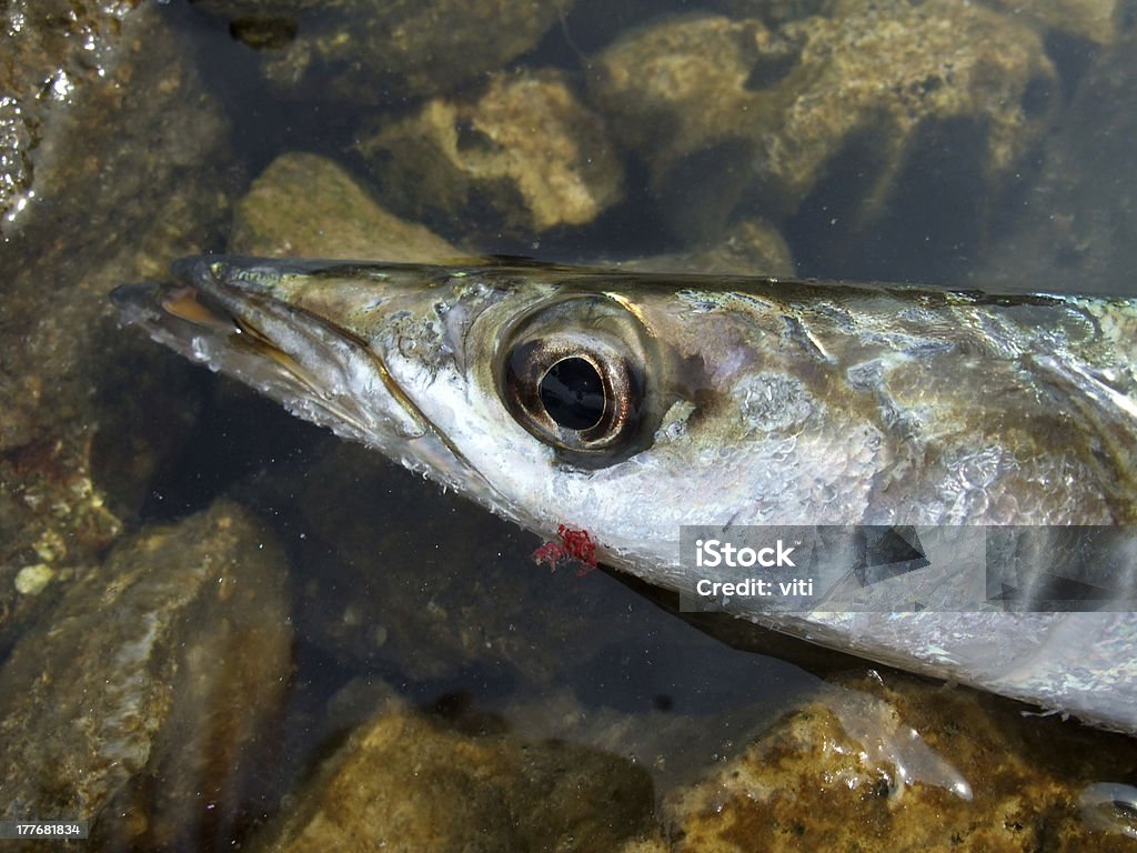 barracuda Mediterrâneo - Foto de stock de Animal royalty-free