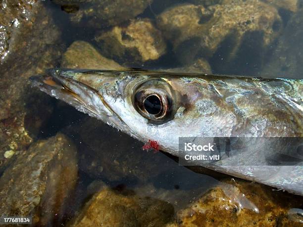 Foto de Barracuda Mediterrâneo e mais fotos de stock de Animal - Animal, Barbatana - Parte do corpo animal, Barracuda