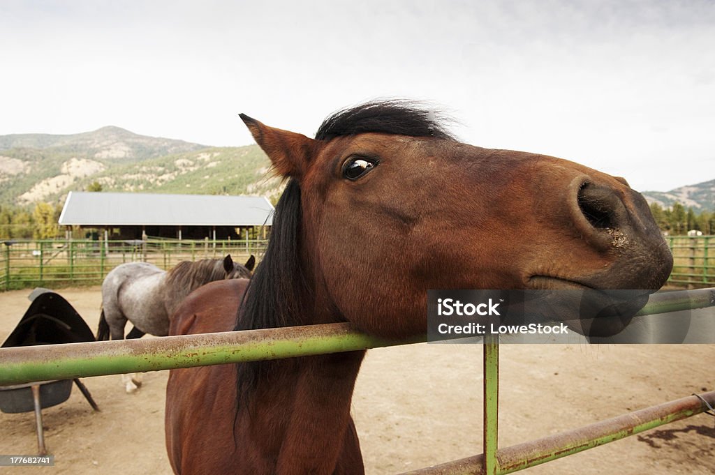 Volto di cavallo - Foto stock royalty-free di Methow Valley