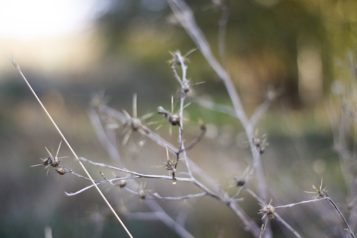 dry thorns and dry plants in nature