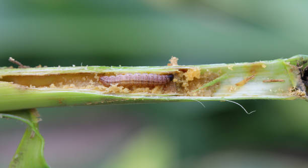 istock European Corn Borer (Ostrinia nubilalis), larva in maize (corn) stalk. 1776831954