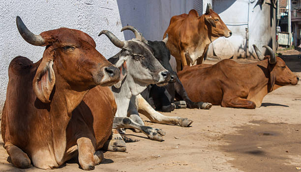Cows in the Street - Samarka, Gujarat State India stock photo