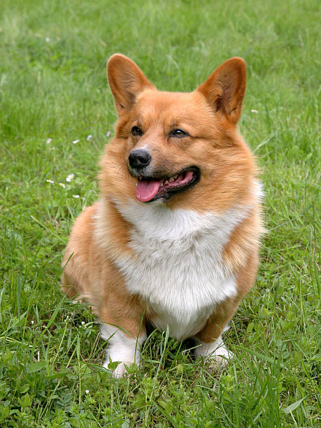 istock Dog in the garden 177683244
