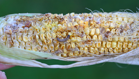 Maize, corn cob damaged by larva, caterpillar of European Corn Borer (Ostrinia nubilalis). It is a one of most important pest of corn crop.