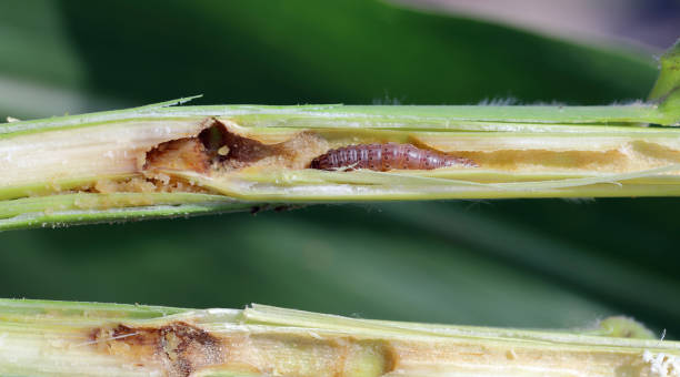 istock European Corn Borer (Ostrinia nubilalis), larva in maize (corn) stalk. 1776833089