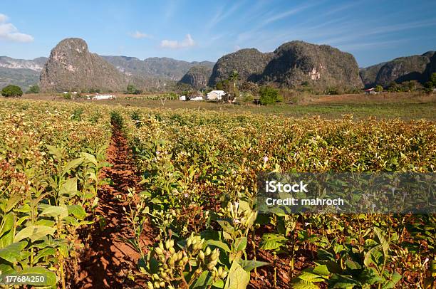 Photo libre de droit de Tabac Plantation Avec Mogotes Vinales Cuba banque d'images et plus d'images libres de droit de Agriculture - Agriculture, Agriculture biologique, Amérique latine