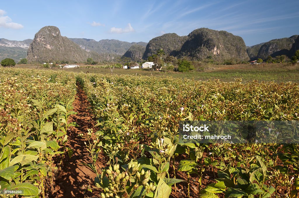 Plantação de tabaco com mogotes, Viñales, Cuba - Royalty-free Agricultura Foto de stock