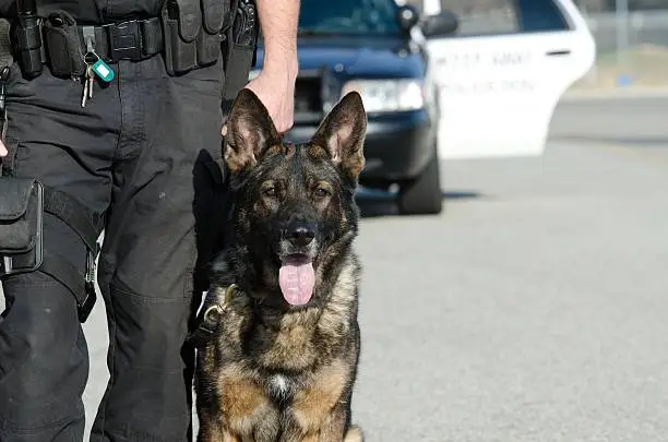 Photo of Police dog standing next to his handler