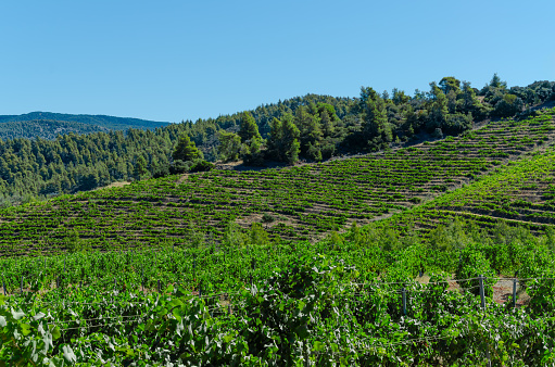 Agroculture with vineyard on amountainside. Rows of grape bushes, horizon and sky. Trees in background.