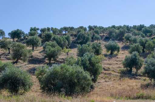 Mountainside olive grove with walking path. Dry grass in foreground, sky in background