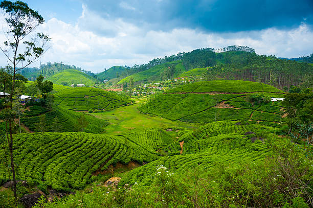 Tea plantation landscape Tea plantation landscape in Sri Lanka nuwara eliya stock pictures, royalty-free photos & images