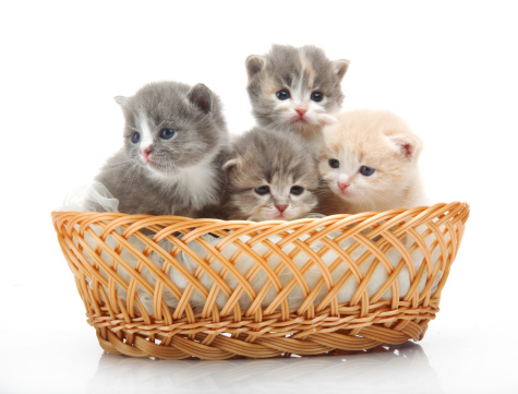 small cute kitten sitting in a basket, close-up