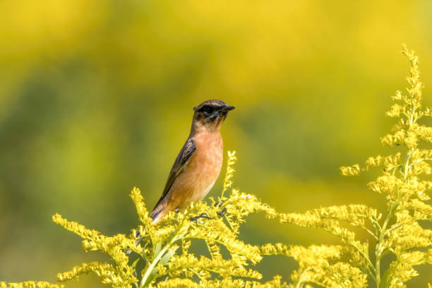 istock Siberian Stonechat perching on the tall goldenrod. 1776862795
