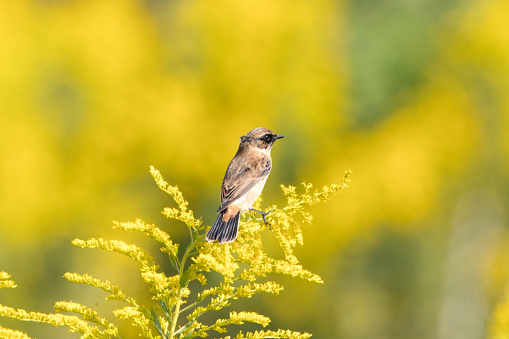 Siberian Stonechat perching on the tall goldenrod.