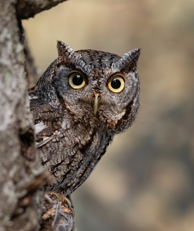 AN eastern screech owl in a tree
