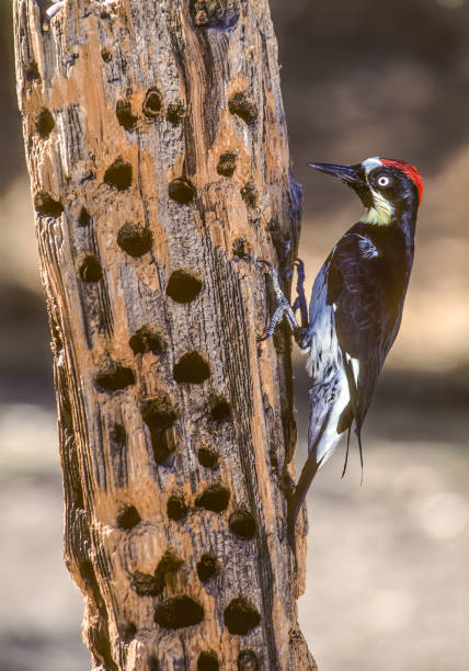 The Acorn Woodpecker (Melanerpes formicivorus) is a medium-sized woodpecker. The woodpeckers create granaries or acorn trees by drilling holes in dead trees, dead branches. Santa Rosa, California. Pepperwood Preserve. Tree with holes for acorns and bird. el pájaro carpintero bellota (melanerpes formicivorus) es un pájaro carpintero de tamaño mediano. los pájaros carpinteros crean graneros o